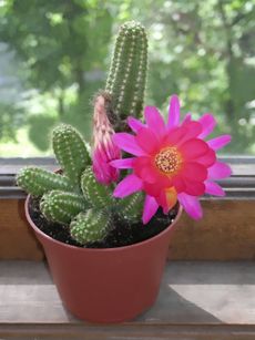 Potted Cactus With Large Pink Flower