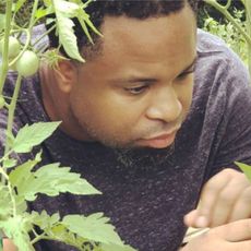 A man concentrates while looking at tomato plants
